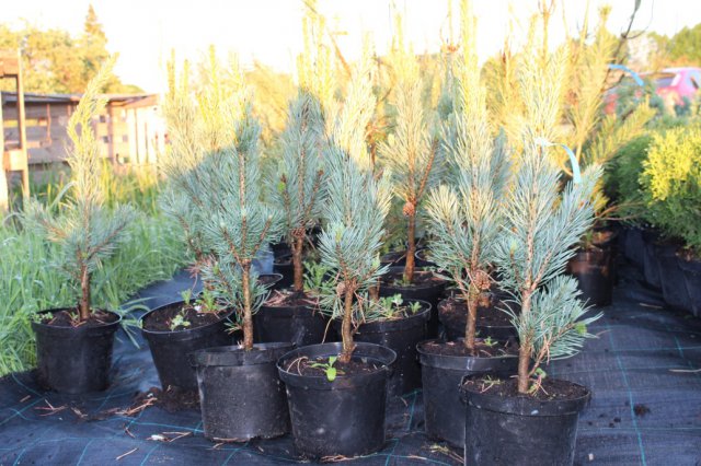 Pinus sylvestris 'Fastigiata'  1